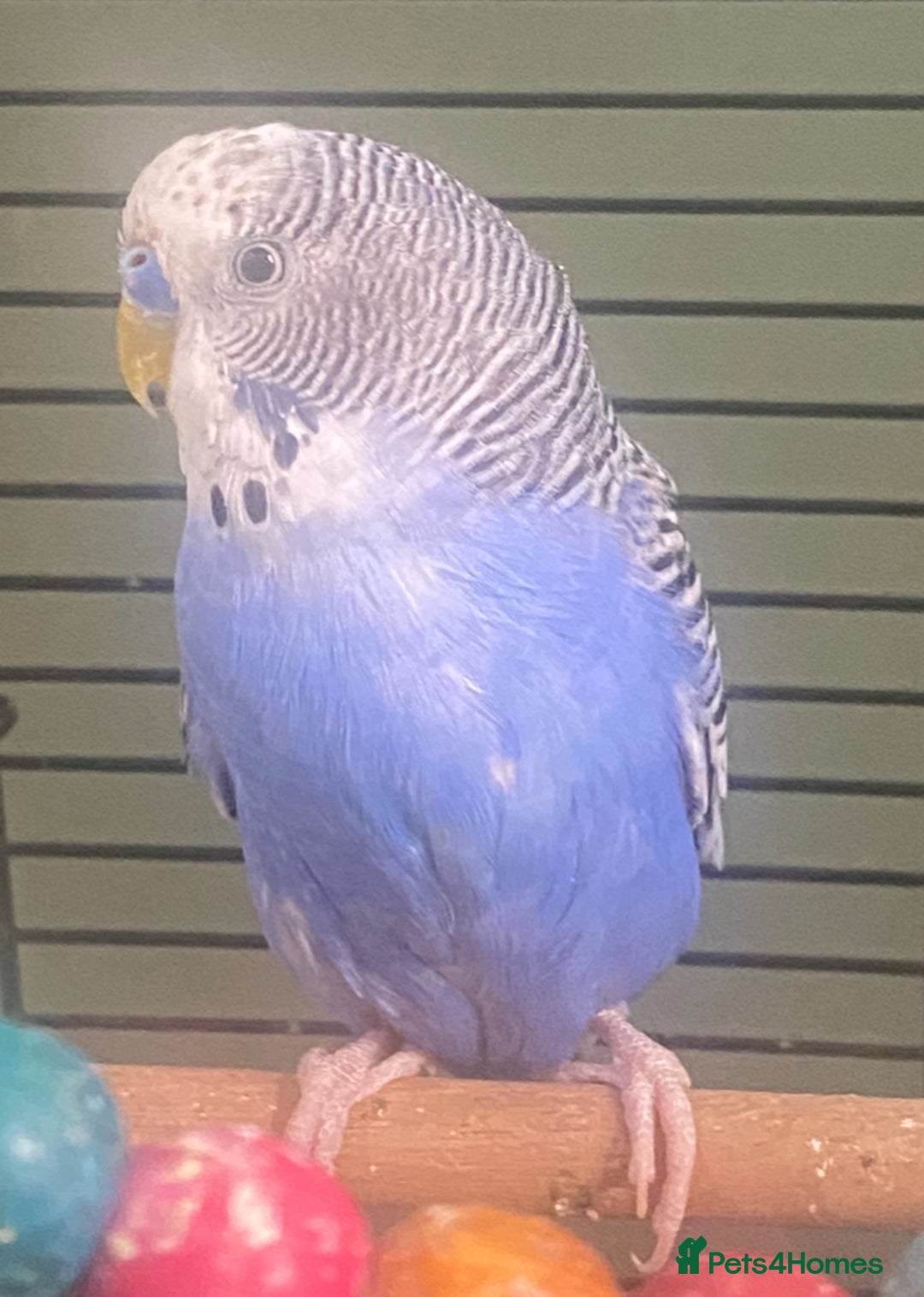 Budgerigars birds for sale: Willow. Male budgie. With cage. 3 years old.  - Image 8