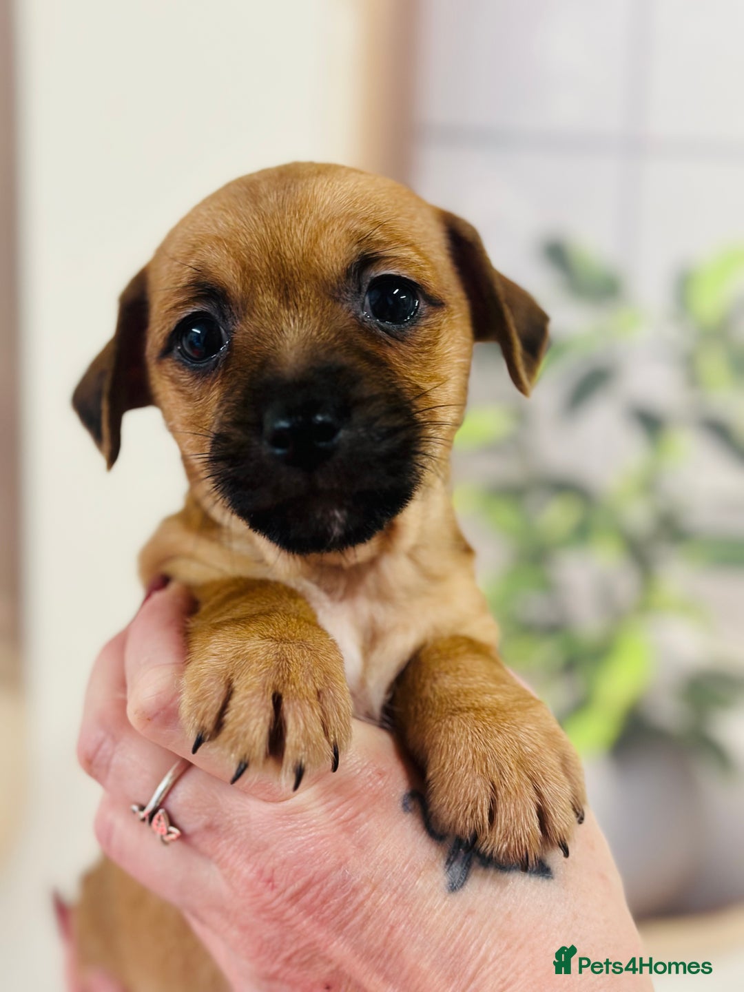 Jack Russell dogs for sale: Fine examples of jr pups 🐶  - Advert 5