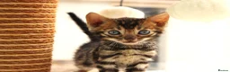 Bengal cats for sale: CUTE BROWN BENGAL MALE KITTENS - Advert 7