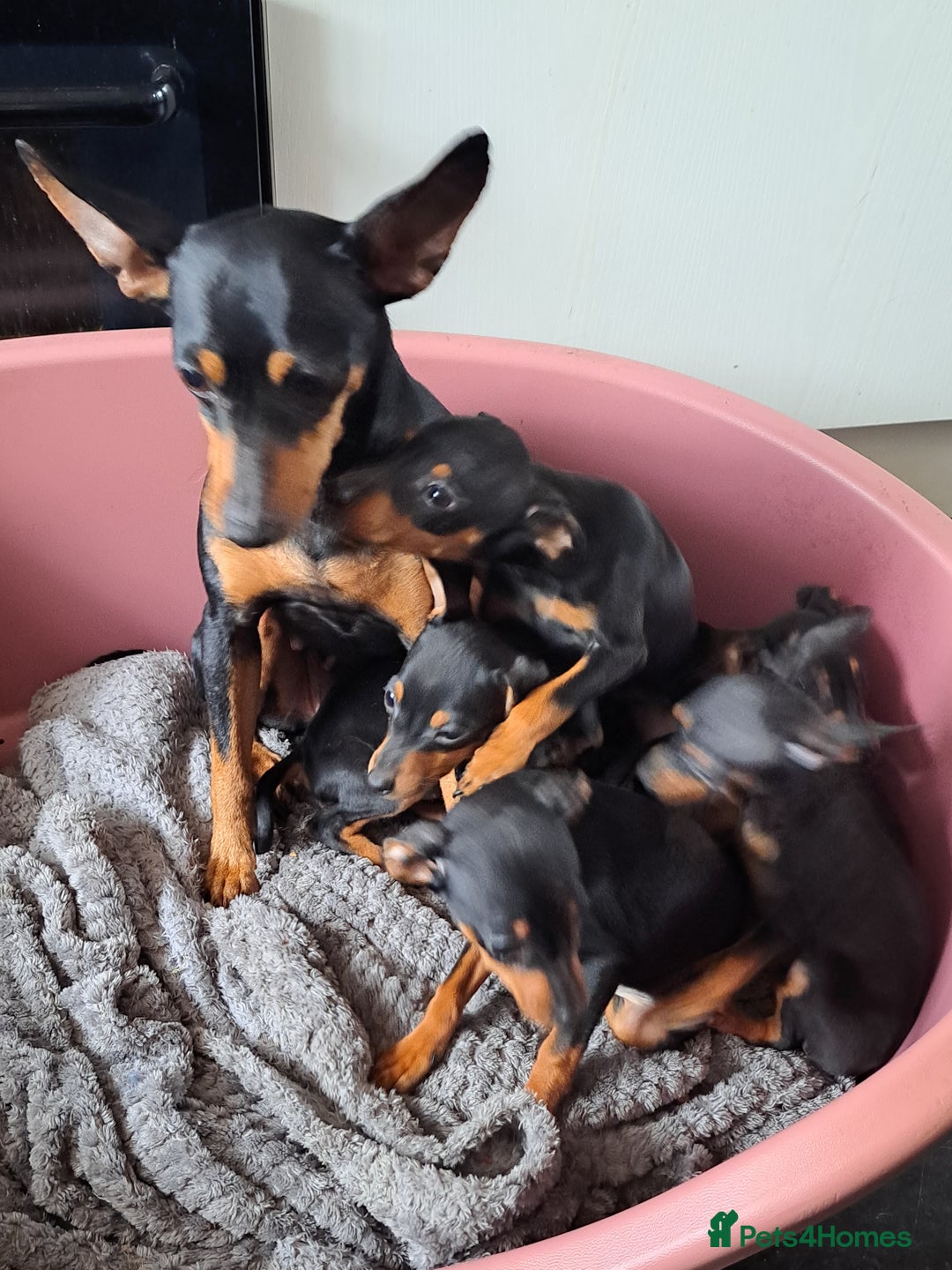 Miniature Pinscher dogs for sale: Miniature Pinscher Puppies 🐾   - Advert 3