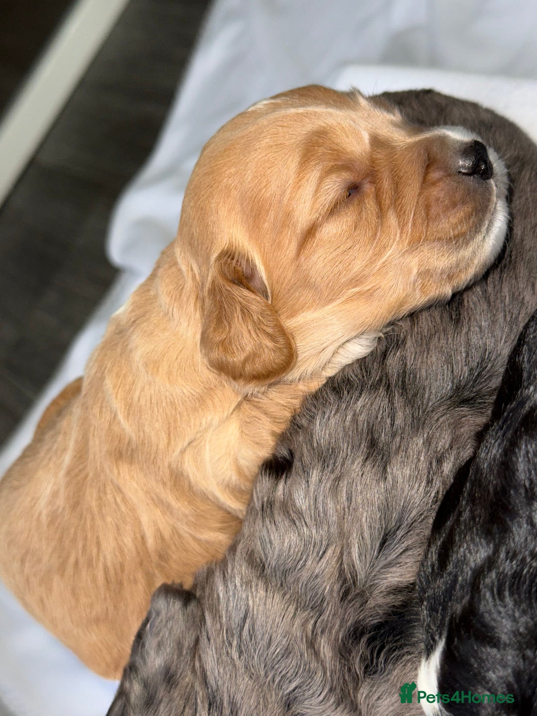 Cockapoo dogs for sale: F1 COCKAPOO PUPS - Advert 14