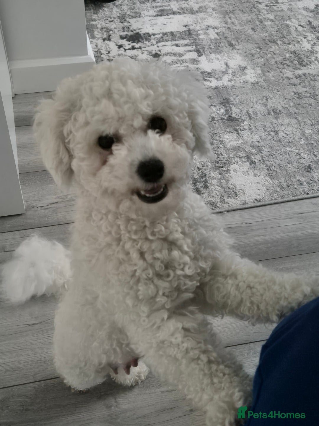 Bichon Frise dogs for sale: Pure White Bishon Frise - Advert 15