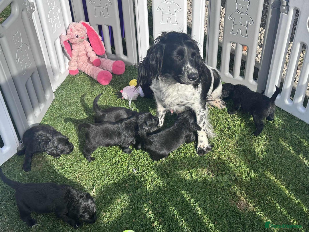 Mixed Breed dogs for sale: ** Spangold Retrievers ** - Image 2