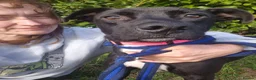 Mixed Breed dogs for adoption: Holly - Norwich Norfolk  in Norwich - Advert 6