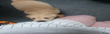 Golden Retriever 5