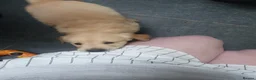 Golden Retriever dogs for sale: Beautiful true gold golden retrievers  - Advert 6