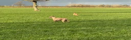 Mixed Breed dogs for sale: Deerhound x collie x bull x greyhound  - Advert 3