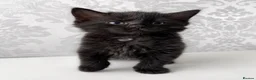 Mixed Breed cats for sale: Ragdoll cross kittens  - Advert 3