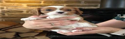 Cavalier King Charles Spaniel dogs for sale: Fully Health Tested Blenheim CKCS Puppies - Advert 28