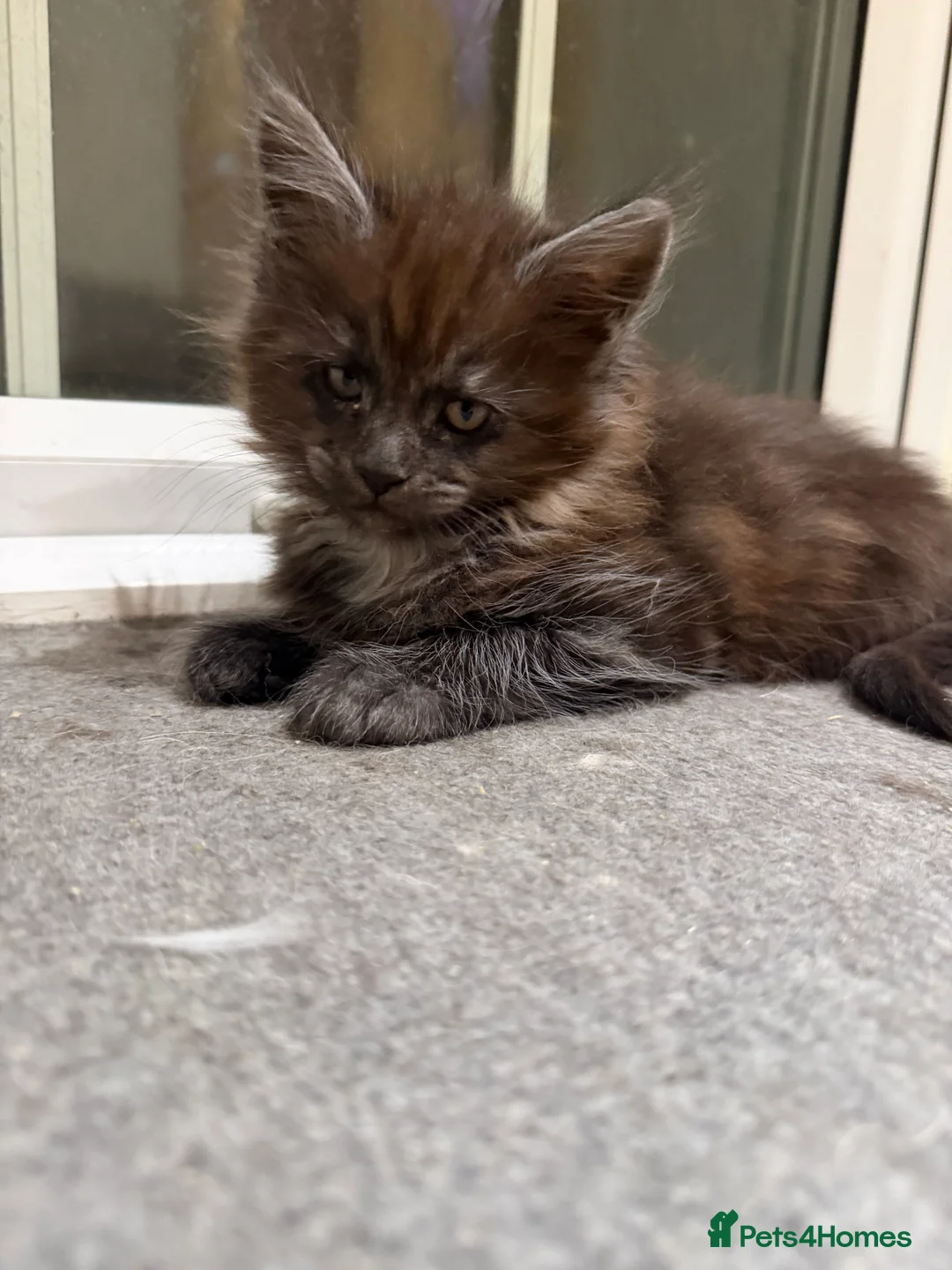 Maine Coon cats for sale: 1 left Purebred Maine Coon Kittens - TICA 🐾 - Advert 27