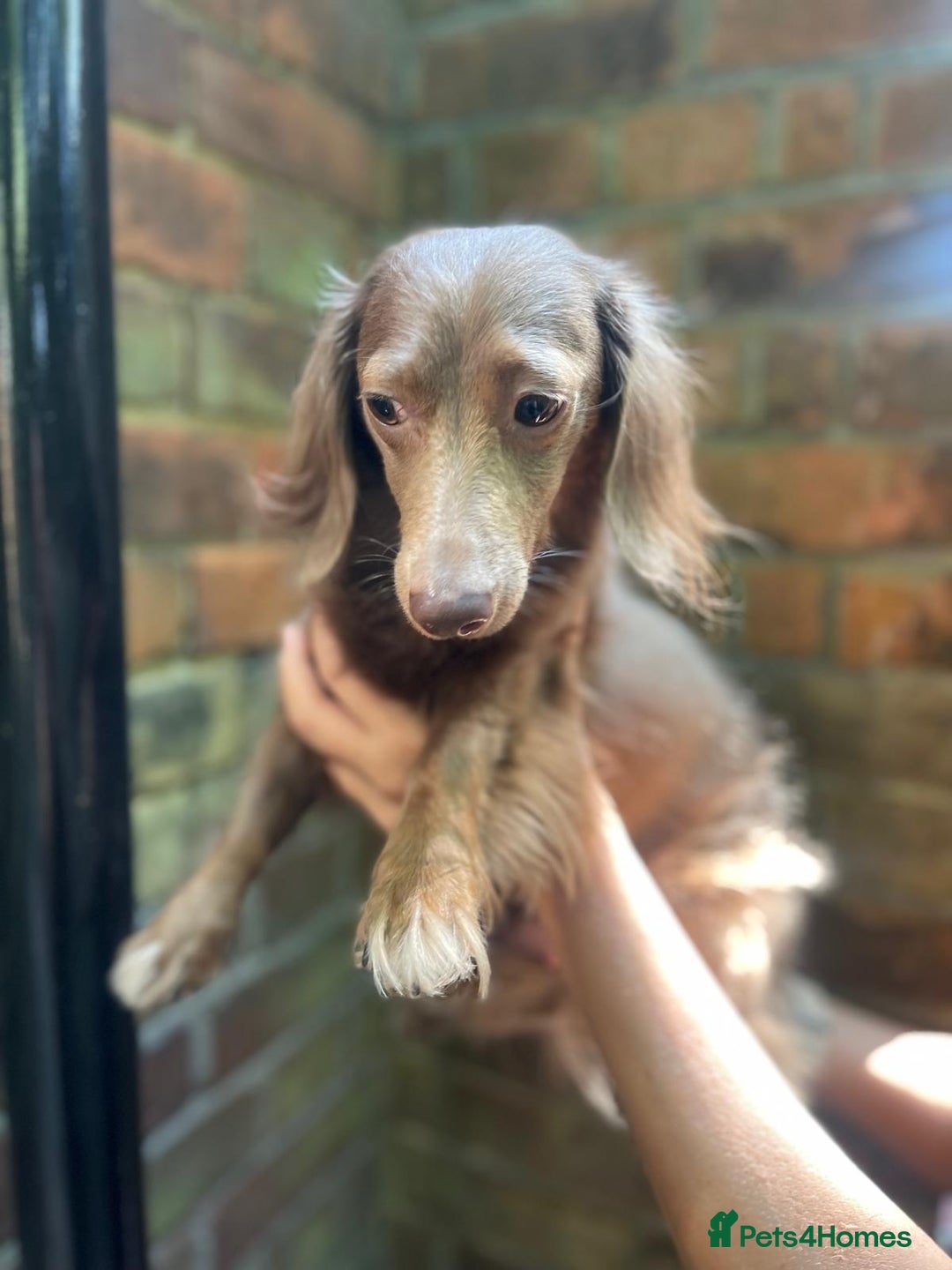 Miniature Dachshund dogs for sale: Stunning Mini Dachshund*1 LH Boy & 1 SH Girl left* - Image 9