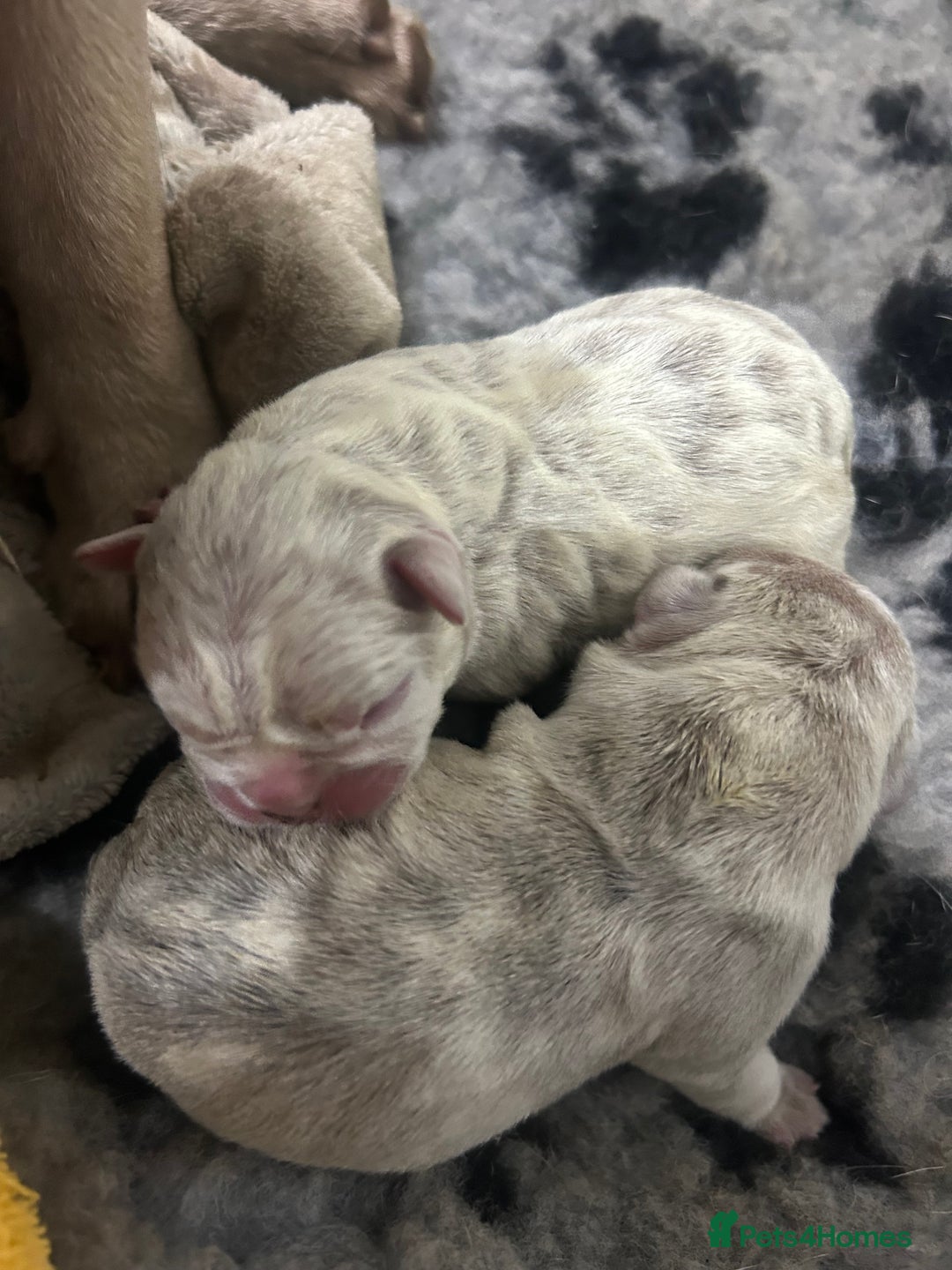 French Bulldog dogs for sale: Merle/Lilac/Isabella Fawn Frenchies - Image 14
