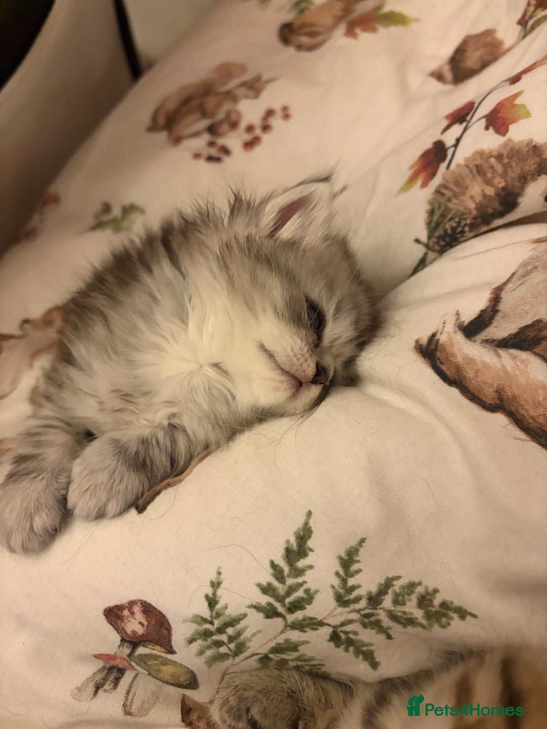 British Shorthair cats for sale: British short hair/persian mother - Image 6