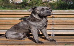 Cane Corso dogs for sale: BROWN BRIDLES chunky canecorso puppies - Image 9