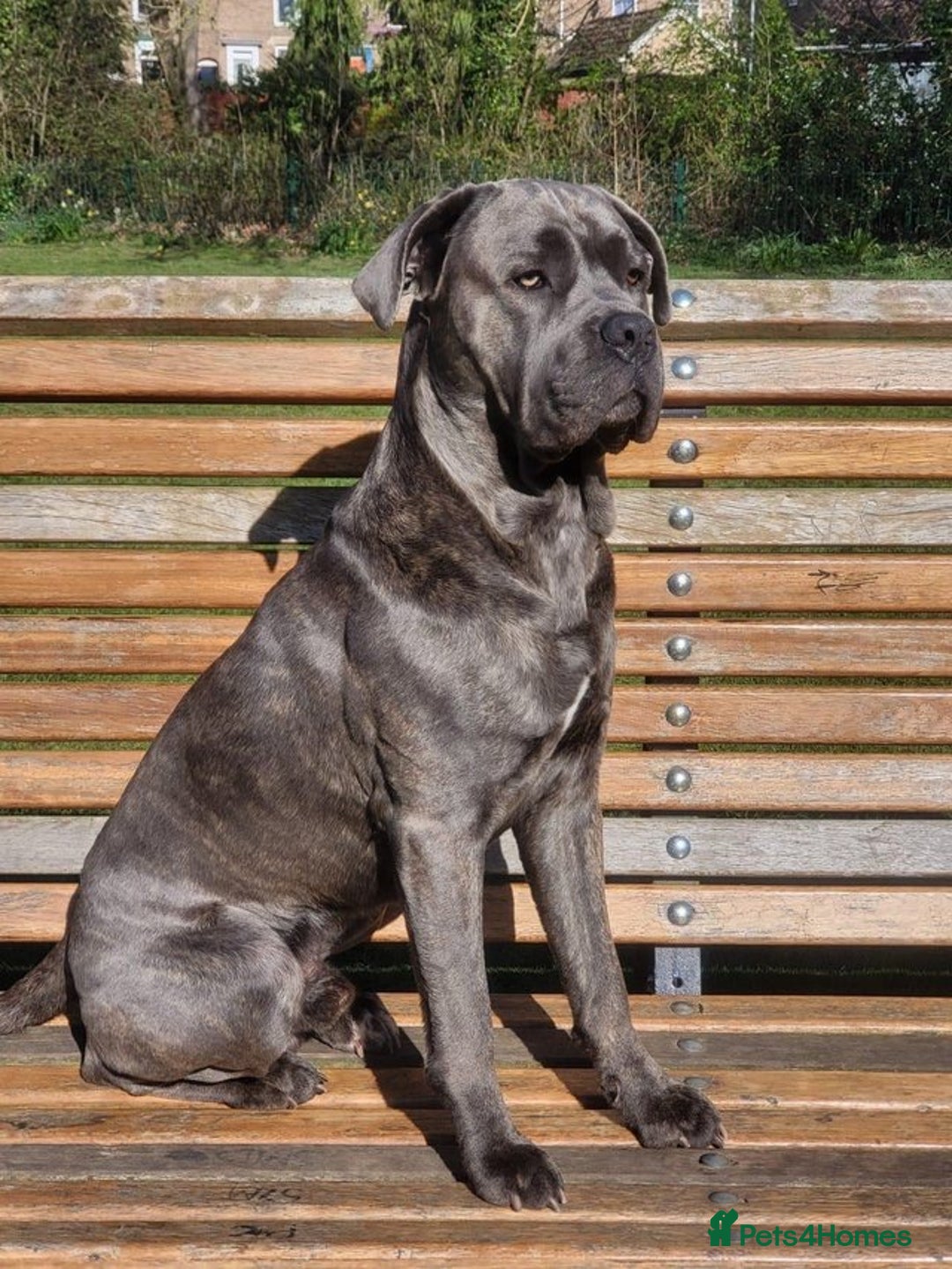 Cane Corso dogs for sale: BROWN BRIDLES chunky canecorso puppies - Image 9
