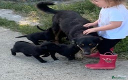 Borador dogs for sale: Labrador x collie pups - Image 1