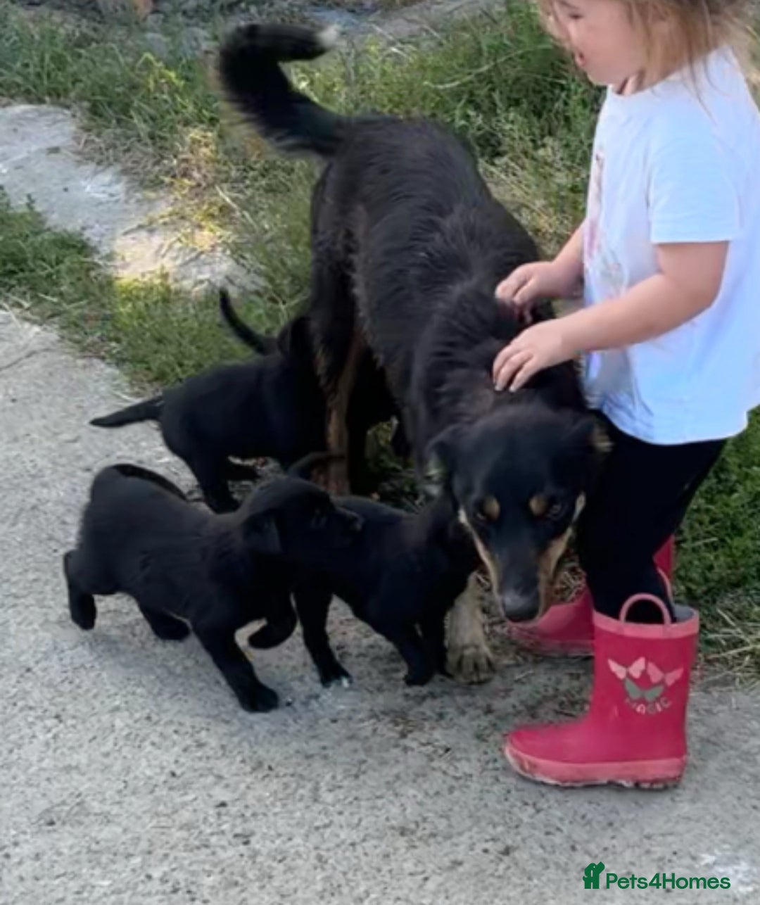 Borador dogs for sale: Labrador x collie pups - Image 1