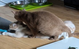 British Shorthair cats for stud: 💦CINNAMON BSH❣️GCCF & TICA active💙STUD 🩸Blood B - Image 18