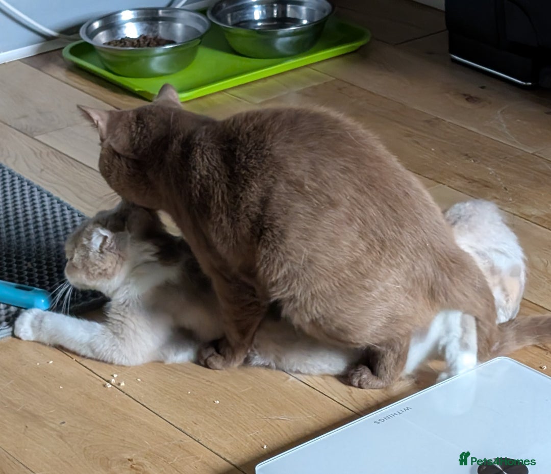 British Shorthair cats for stud: 💦CINNAMON BSH❣️GCCF & TICA active💙STUD 🩸Blood B - Image 18