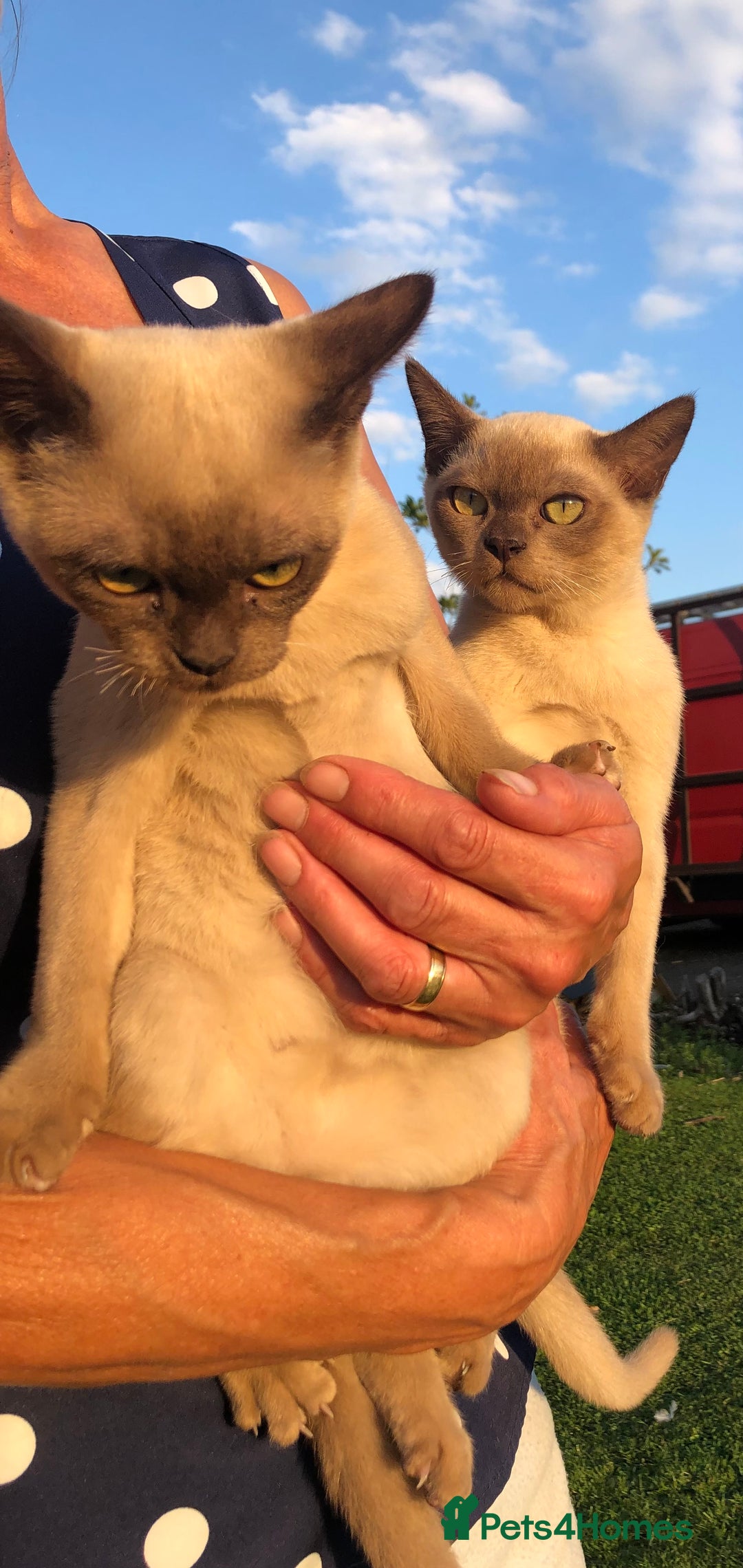 Burmese cats for sale: Beautiful chocolate boys  - Image 3