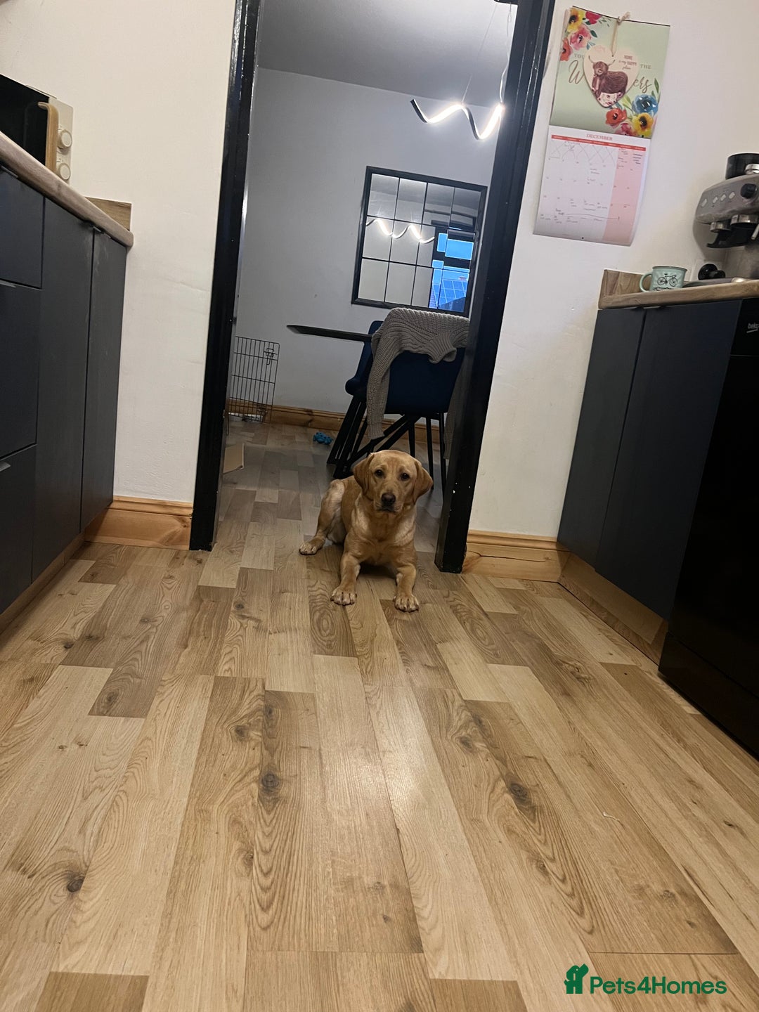 Labrador Retriever dogs for sale: Loving Labrador Daisy Seeking Forever Home - Advert 3