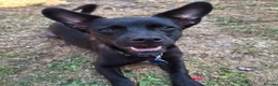 Mixed Breed dogs for adoption: Loris  - Advert 1