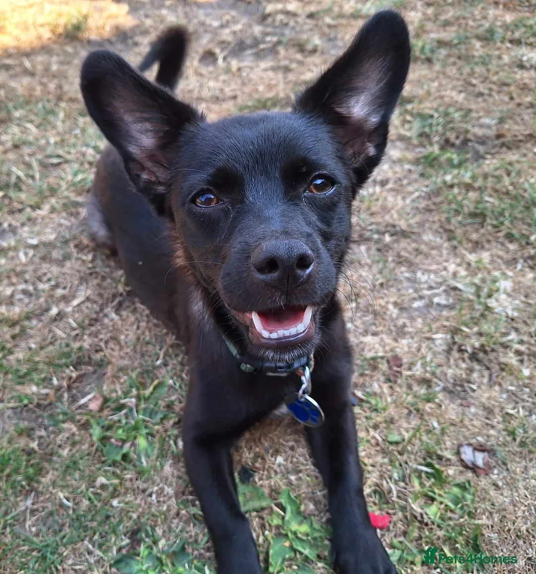 Mixed Breed dogs for adoption: Loris  - Advert 1
