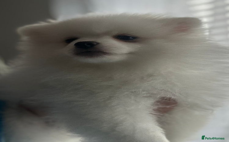 Pomeranian dogs - Advert 1