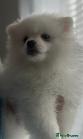 Pomeranian dogs - Advert 1