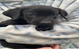 Labrador Retriever dogs for sale: Labrador puppies male & female black KC reg - Image 1