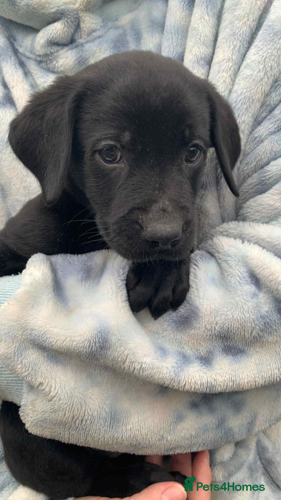 Labrador Retriever dogs for sale: Labrador puppies male & female black KC reg - Image 1