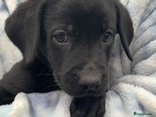 Labrador Retriever dogs - Advert 32
