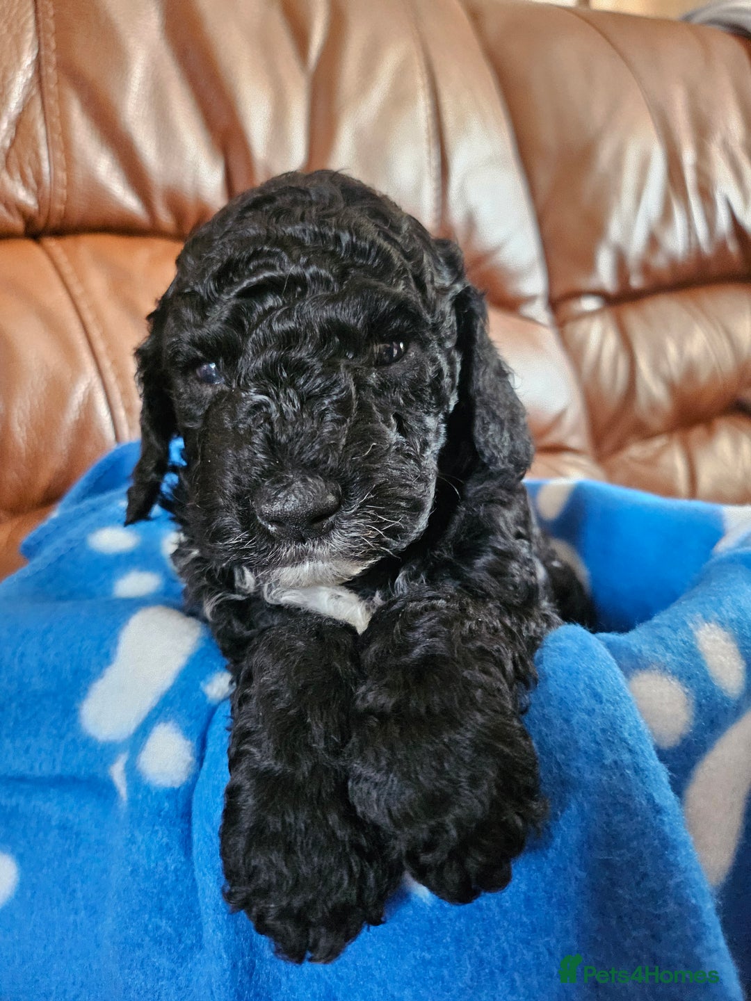 Cockapoo dogs for sale: F2 cockapoos   - Image 3