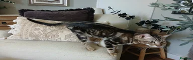 CAS