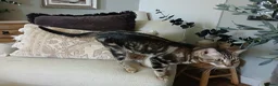 Bengal cats for sale: 3 Bengal Cross Cats Need Loving Home - Advert 9