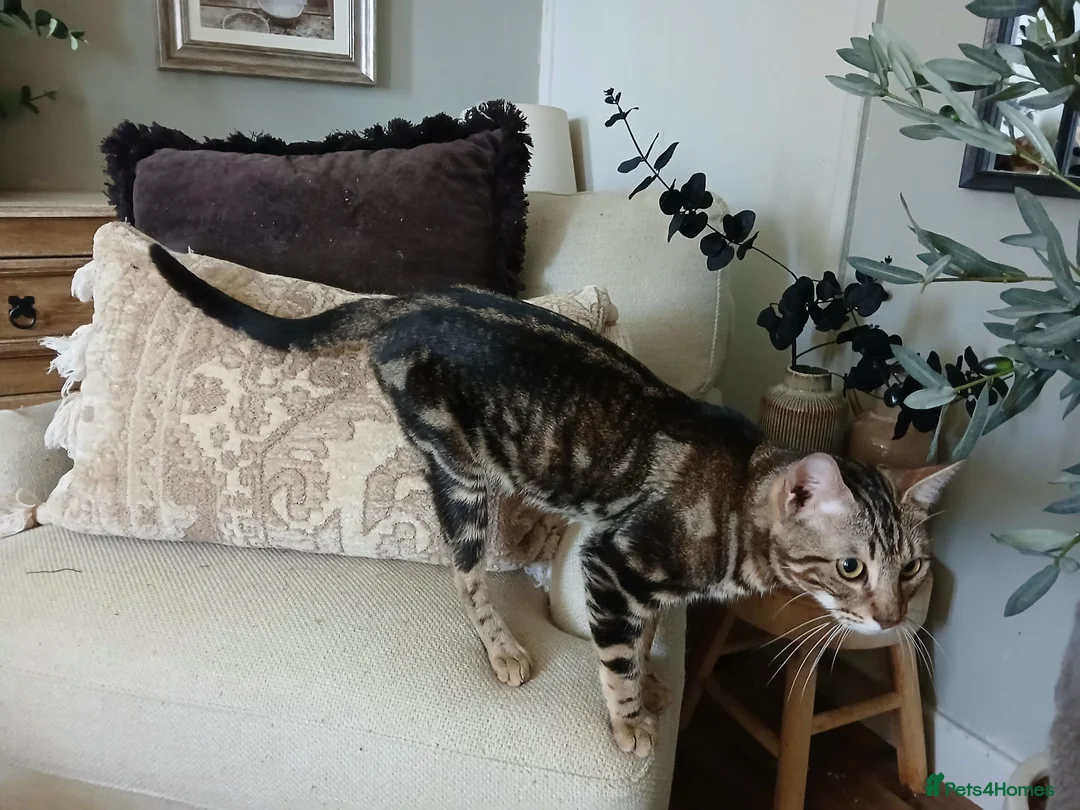 Bengal cats for sale: 3 Bengal Cross Cats Need Loving Home - Advert 9