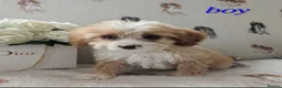 Cockapoo dogs for sale: Apricot and whiteCockerpoo puppies  - Advert 5