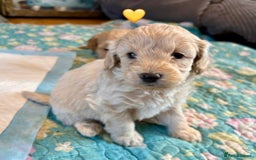 Cockapoo dogs for sale: Cockapoo Puppies (3/4 Toy Poodle/Cockapoo) - Image 1