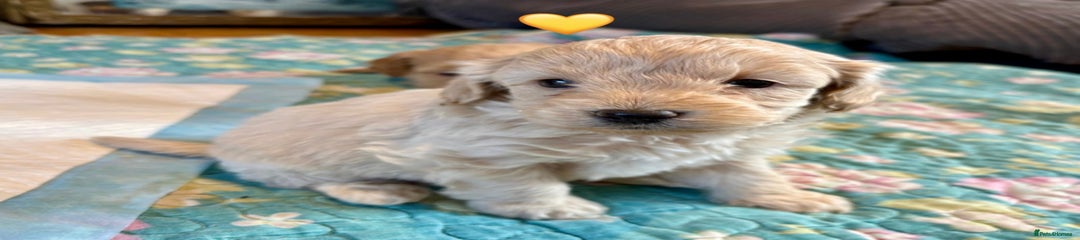 Cockapoo Puppy 1