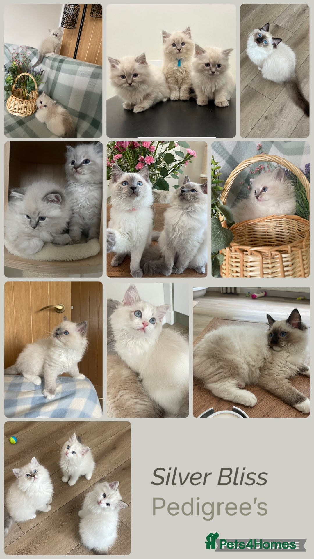 Ragdoll cats 🌸Extensively health tested Tica Ragdoll kittens🌸 - Advert 3