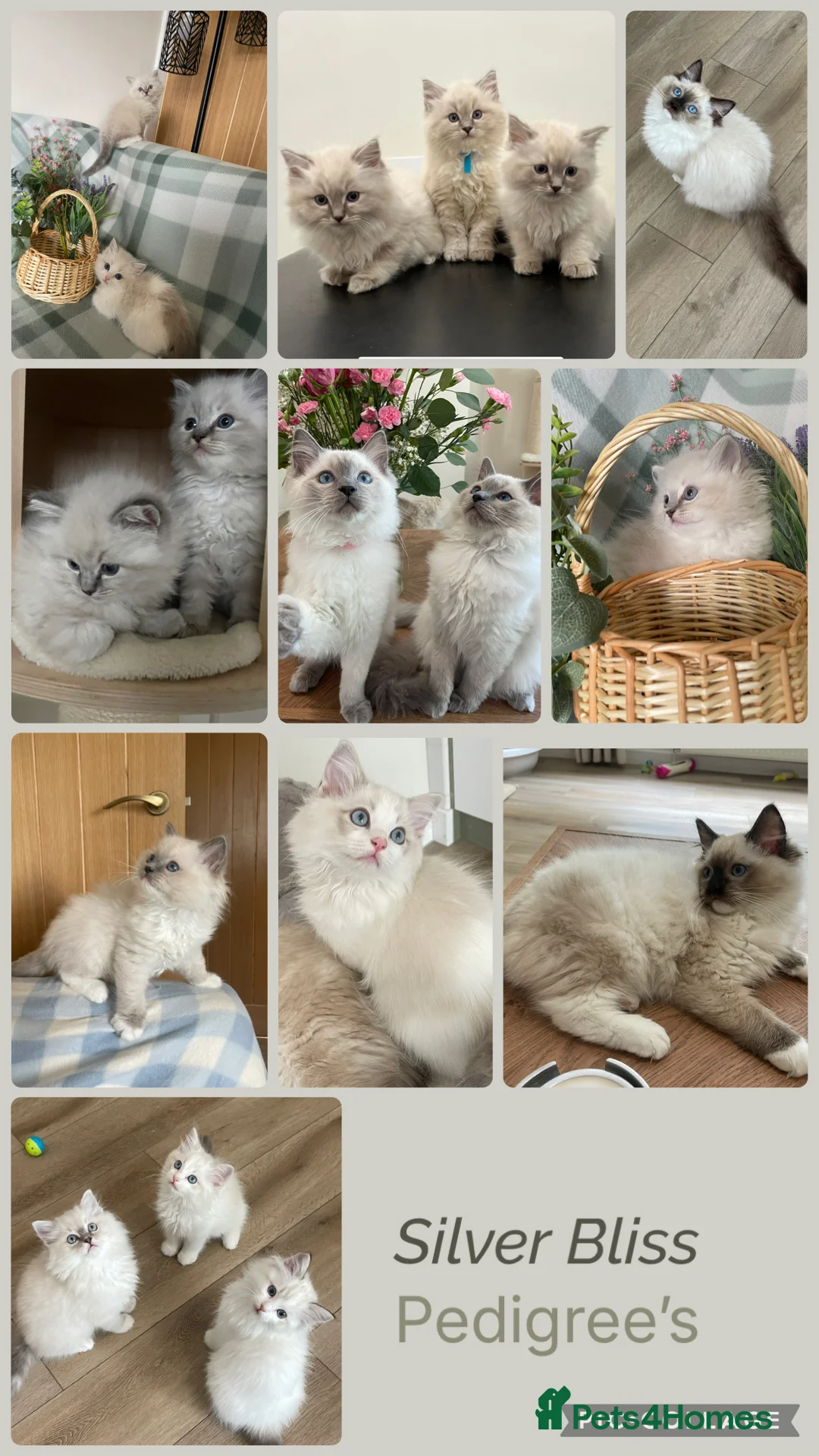 Ragdoll cats for sale: 🌸Extensively health tested Tica Ragdoll kittens🌸 - Advert 1