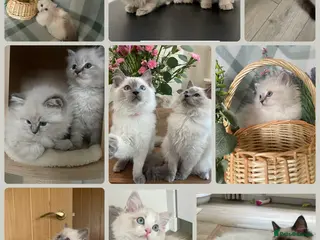 Ragdoll cats 🌸Extensively health tested Tica Ragdoll kittens🌸 - Advert 10