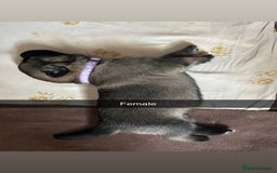 German Shepherd dogs for sale: 10 Germans Shepherd Puppys - Image 3