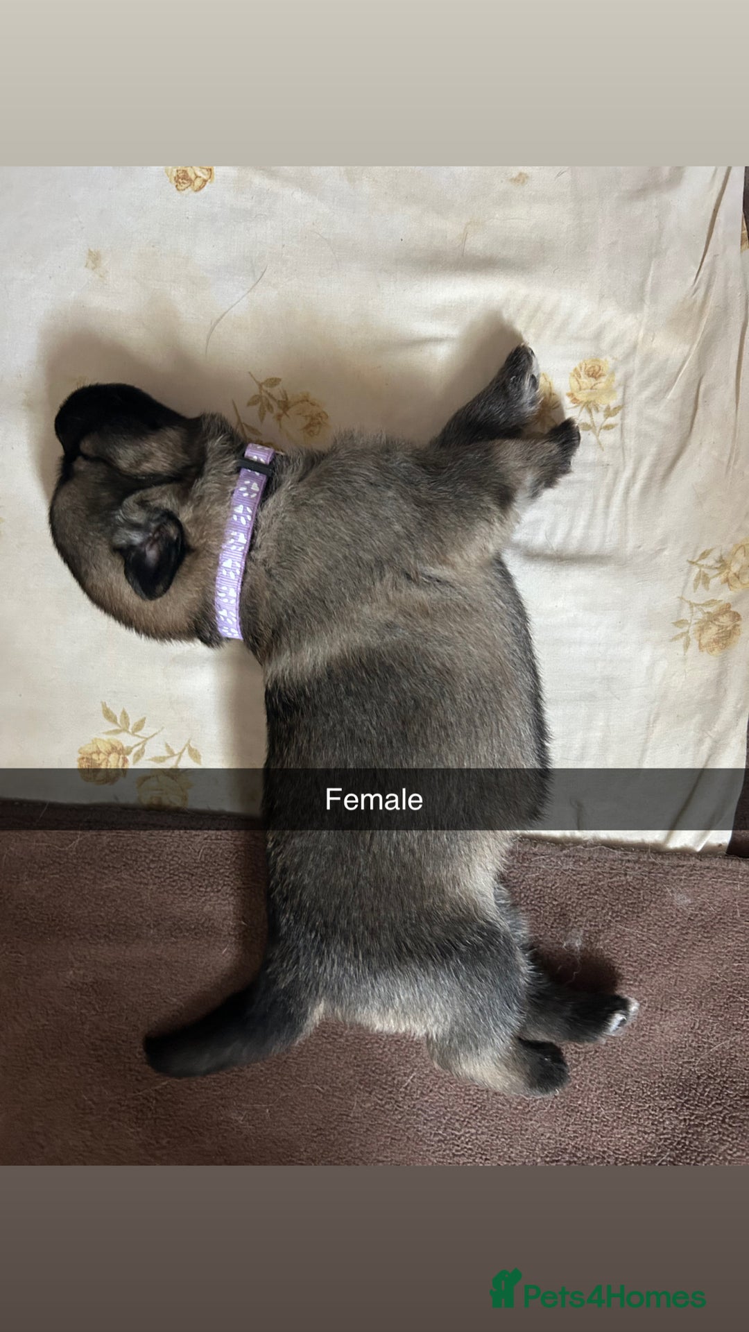 German Shepherd dogs for sale: 10 Germans Shepherd Puppys - Image 3