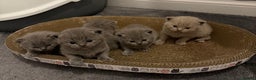 British Shorthair cats for sale: british shorthair kittens  - Advert 22