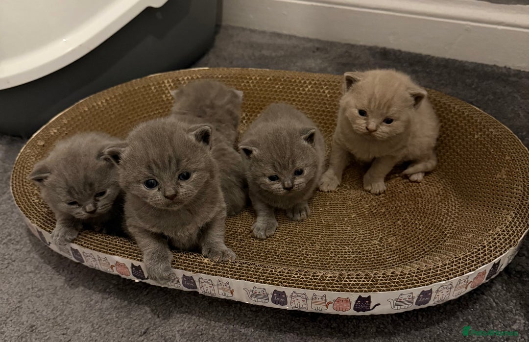 British Shorthair cats for sale: british shorthair kittens  - Advert 22