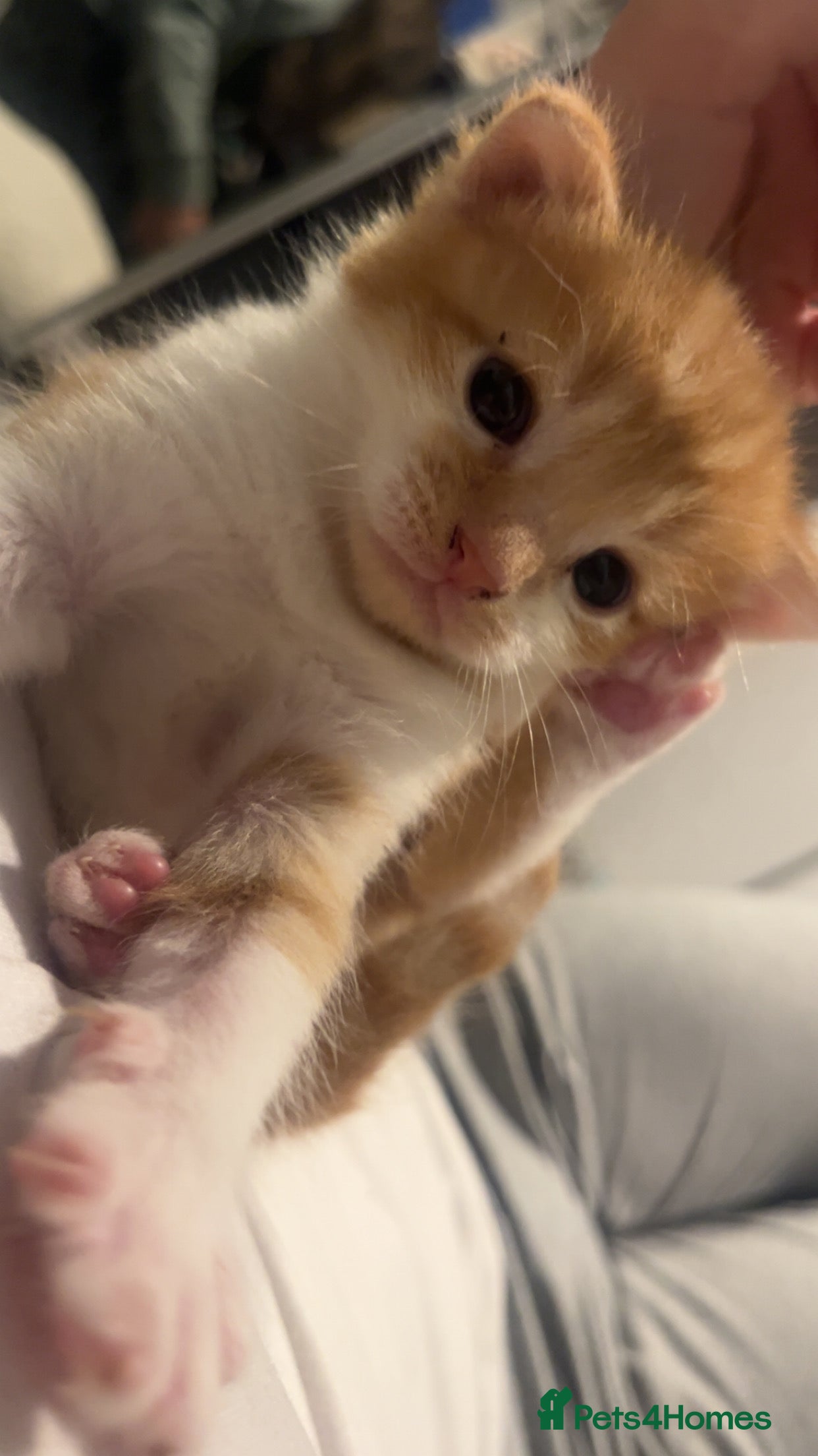 Mixed Breed cats Orange kitties 💕🍊 - Advert 5