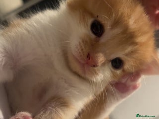 Mixed Breed cats Orange kitties 💕🍊 - Advert 4