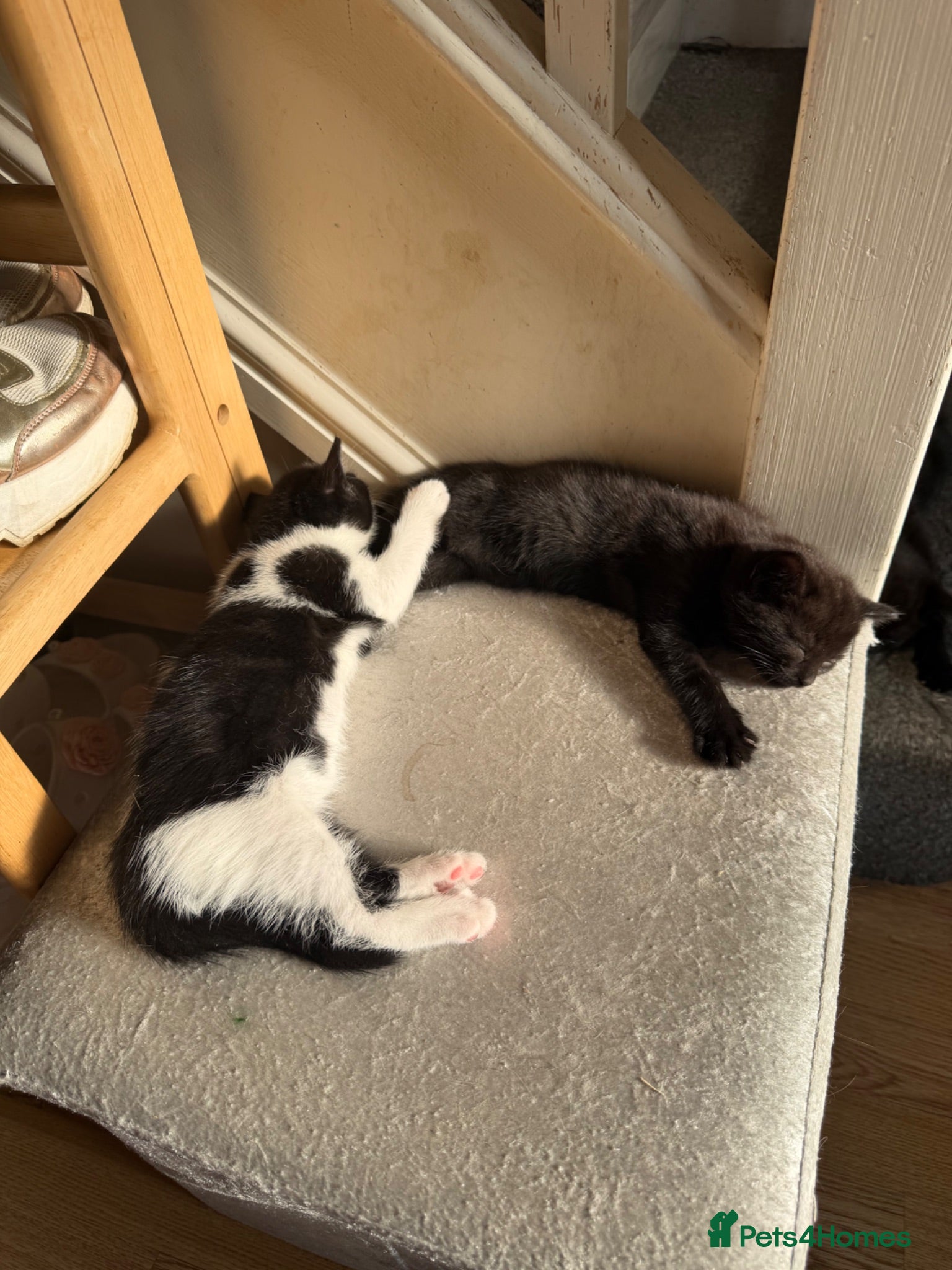 Mixed Breed cats 4 gorgeous kittens ready for new home♥️💙 - Advert 2