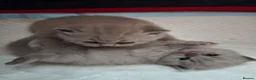 British Shorthair cats for sale: GCCF BSH  kittens for sale  - Advert 5